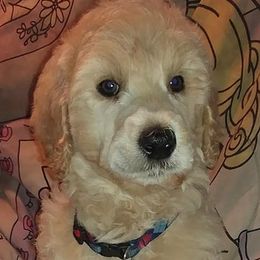 Goldendoodle and Labradoodle Puppies from Highland Sunrise Academy Stable and Kennel