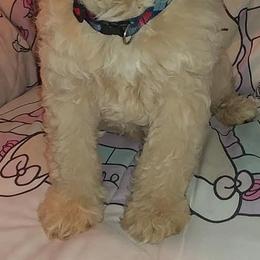 Goldendoodle and Labradoodle Puppies from Highland Sunrise Academy Stable and Kennel