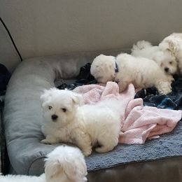 Collin Maltese breeder of Maltese