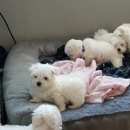 Collin Maltese breeder of Maltese