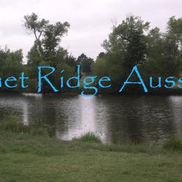Australian Shepherd Facilities from Bluebonnetridge Aussies