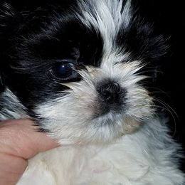 Lotus Kennels breeder of Shih Tzu