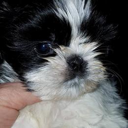 Lotus Kennels breeder of Shih Tzu