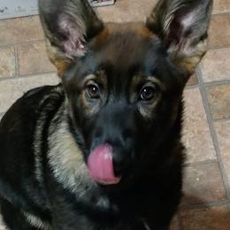 German Shepherd Puppies from Lost Creek German Shepherds LLC