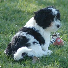 Havanese Puppies from Revistio Havanese