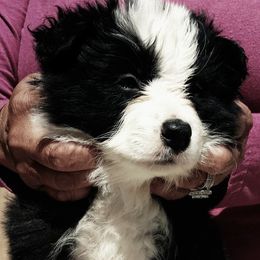 Border Collie Puppies from Flying S Border Collies