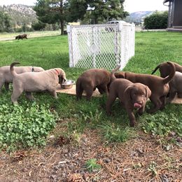 Labrador Retriever Puppies from McKay Creek Labs