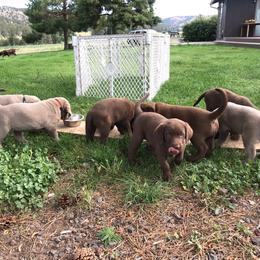 Labrador Retriever Puppies from McKay Creek Labs