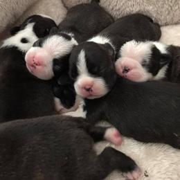 Boston Terrier Puppies from Blue Chick Farm