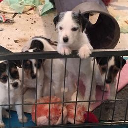 Jack Russell Terrier Puppies from Rock Chalk Terriers