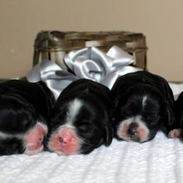 Chole's Cocker Spaniels breeder of Cocker Spaniel