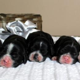 Chole's Cocker Spaniels breeder of Cocker Spaniel