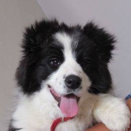 Border Collie Puppies from Flying S Border Collies