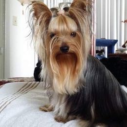 Pleasant Ridge Yorkshire Terriers & Maltese breeder of 