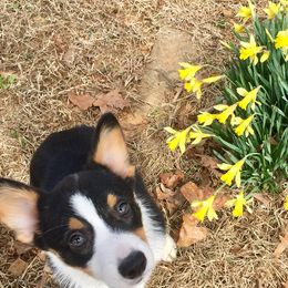 Pembroke Welsh Corgi Puppies from KBI FARM