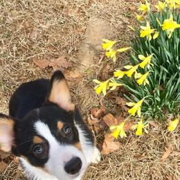 Pembroke Welsh Corgi Puppies from KBI FARM