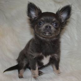 Chihuahua Puppies from BG's Chihuahua