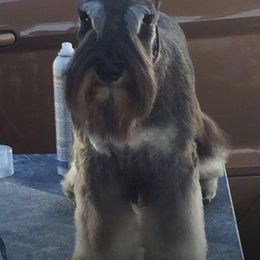 Miniature Schnauzer All Grown Up from Saxony Miniature Schnauzers