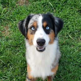 Kenai - Miniature Australian Shepherd
