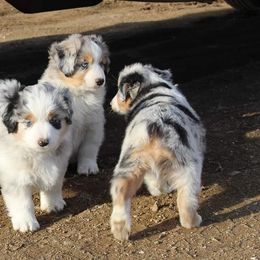 Miniature American Shepherd Puppies from Brunskills Mini Americans