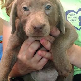 Australian Cattle Dog and Labrador Retriever Puppies from Trinity C Australian Cattle Dogs and Silver Labradors