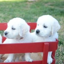 Golden Retriever Puppies from Benjamin Irving Goldens