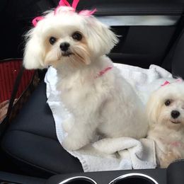 Pleasant Ridge Yorkshire Terriers & Maltese breeder of 