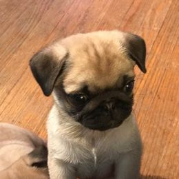 Pug Puppies from Millpond Pugs