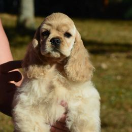 Danya - Cocker Spaniel