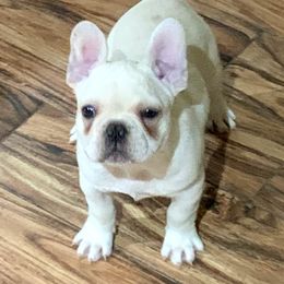 Bulldog and French Bulldog Puppies from Benedict Family Frenchies