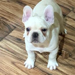 Bulldog and French Bulldog Puppies from Benedict Family Frenchies