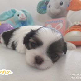 "Pretty eyes" Great Dane and Shih Tzu Puppies from Empire Royalty and Majestic Dane