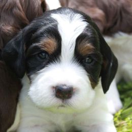 English Springer Spaniel Puppies from Webster Springers