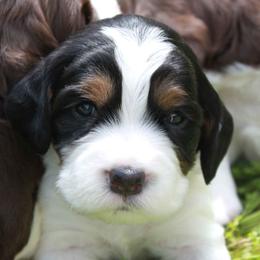English Springer Spaniel Puppies from Webster Springers