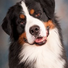 Apollo - Bernese Mountain Dog