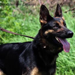 Pepper - German Shepherd