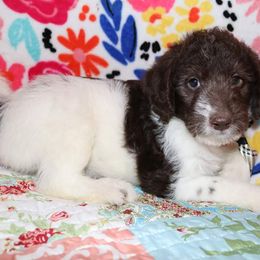 Labradoodle Puppies from Renee Cornish