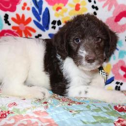 Labradoodle Puppies from Renee Cornish