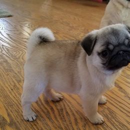 Pug Puppies from Snuggle Pugs