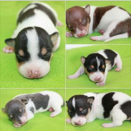Teddy Roosevelt Terrier Puppies from Aerie Ridge Teddy Roosevelt Terriers