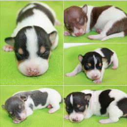 Teddy Roosevelt Terrier Puppies from Aerie Ridge Teddy Roosevelt Terriers