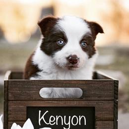 Border Collie and Maremma Sheepdog Puppies from 2J 2K Ranch