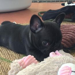 French Bulldog Puppies from Epic French Bulldogs