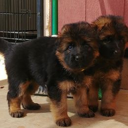 German Shepherd Puppies from vom Glock