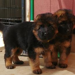 German Shepherd Puppies from vom Glock