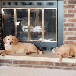 Golden Retriever Puppies from Marie