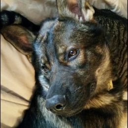 Balto - German Shepherd