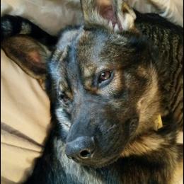 Balto - German Shepherd