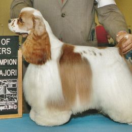 Jelly - Cocker Spaniel
