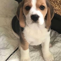 Beagle Puppies from Nor'easter